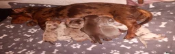 Miniature Dachshund dogs for sale: Beautiful Liter of Miniature Dachshund Puppies - Advert 3
