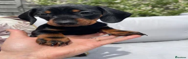 Miniature Dachshund Puppy 4