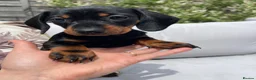 Miniature Dachshund dogs for sale: Beautiful Miniature Dachshund Puppies Ready 🐾  - Advert 1