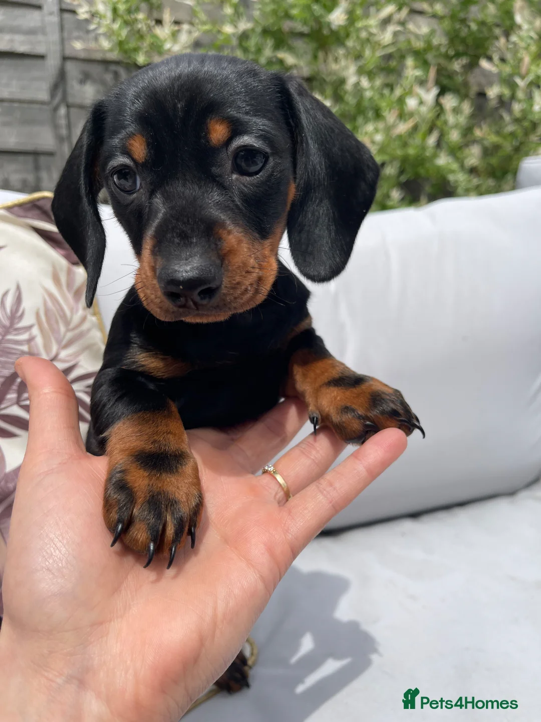 Miniature Dachshund dogs for sale: Beautiful Miniature Dachshund Puppies Ready 🐾  - Advert 1