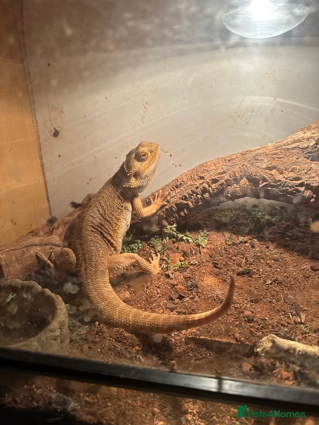 Bearded Dragon reptiles for sale: 5 year old male bearded dragon - Advert 2