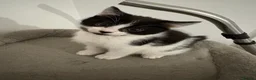 Norwegian Forest Cat cats for sale: Kittens  - Advert 6