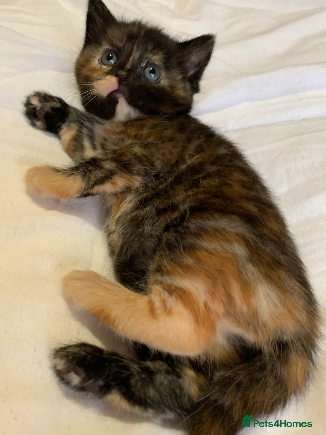 Turkish Angora cats for sale: Turkish Angora kittens - 1 girl available - Advert 1