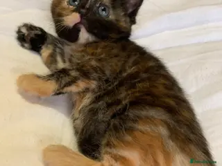 Turkish Angora cats 5 Turkish Angora kittens - 1 Girls left - Advert 10