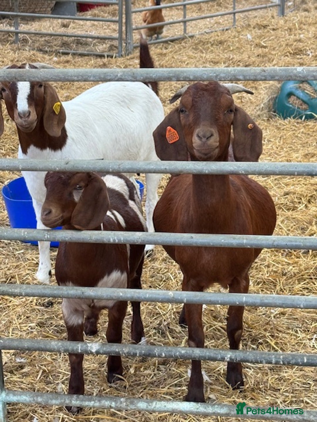 Goats livestock for sale:  Boer Goat kids - Image 5