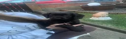 Cocker Spaniel dogs for sale: Kc registered working cocker spaniels - Advert 4