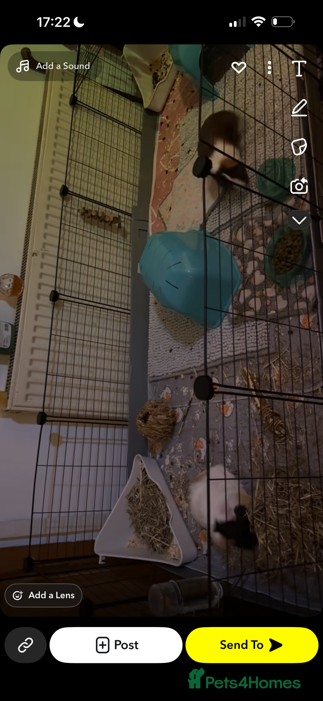 Guinea Pig rodents for sale: 2 lovely bonded girls  - Advert 8