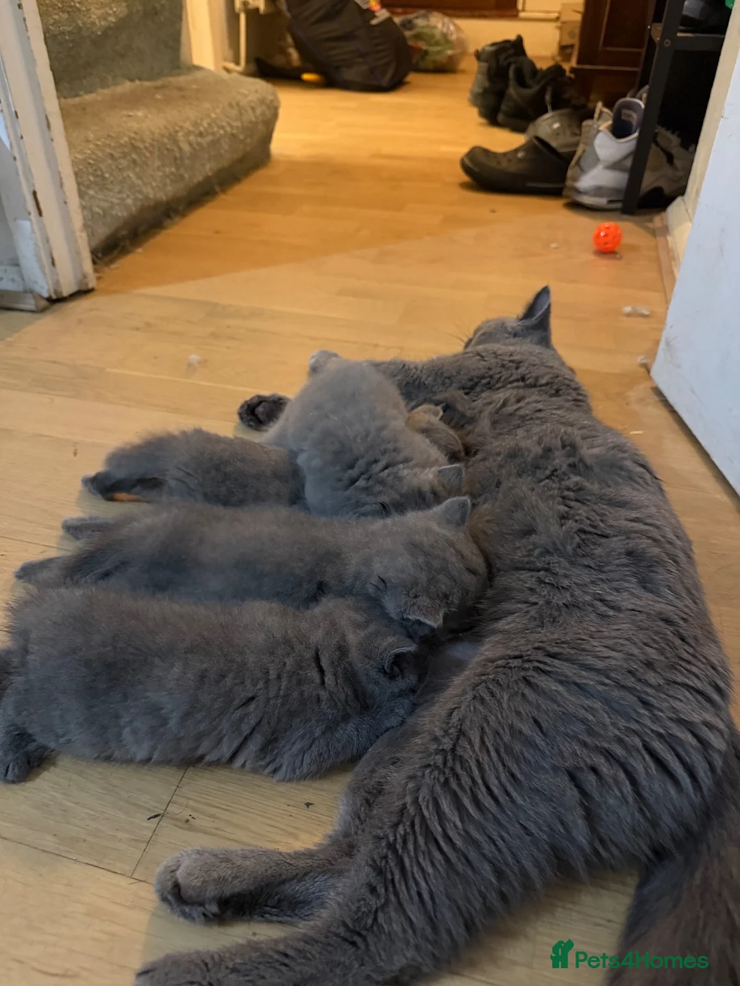 British Shorthair cats for sale: 3 x British Shorthair kittens - Advert 1