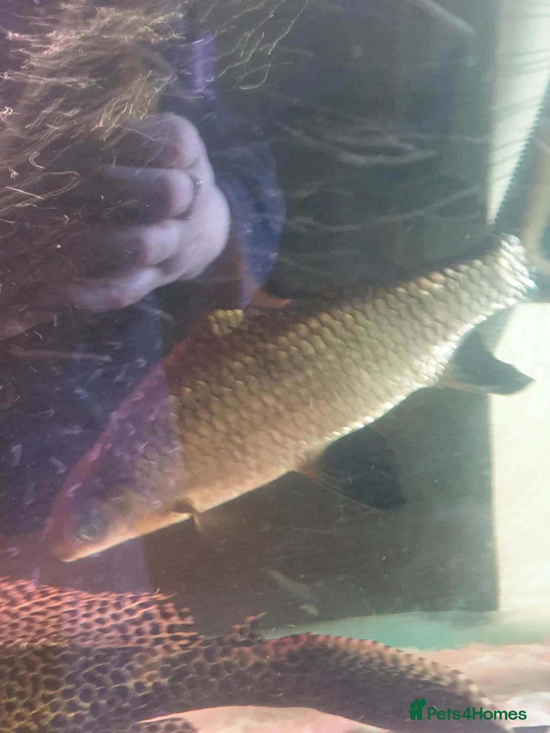 Sharks fish for sale: 5 bala sharks and 3 small bala sharks  - Advert 5