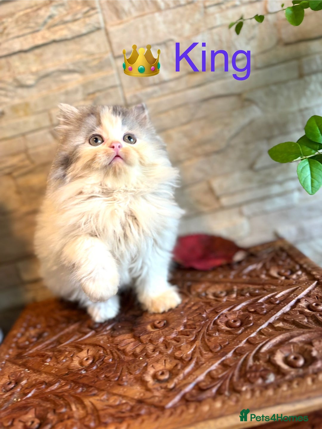 Persian cats for sale: 🐾 Adorable Persian Chinchilla “Doll Face” Kittens - Image 2