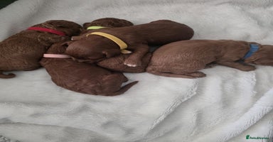 Cavapoo dogs - Advert 4