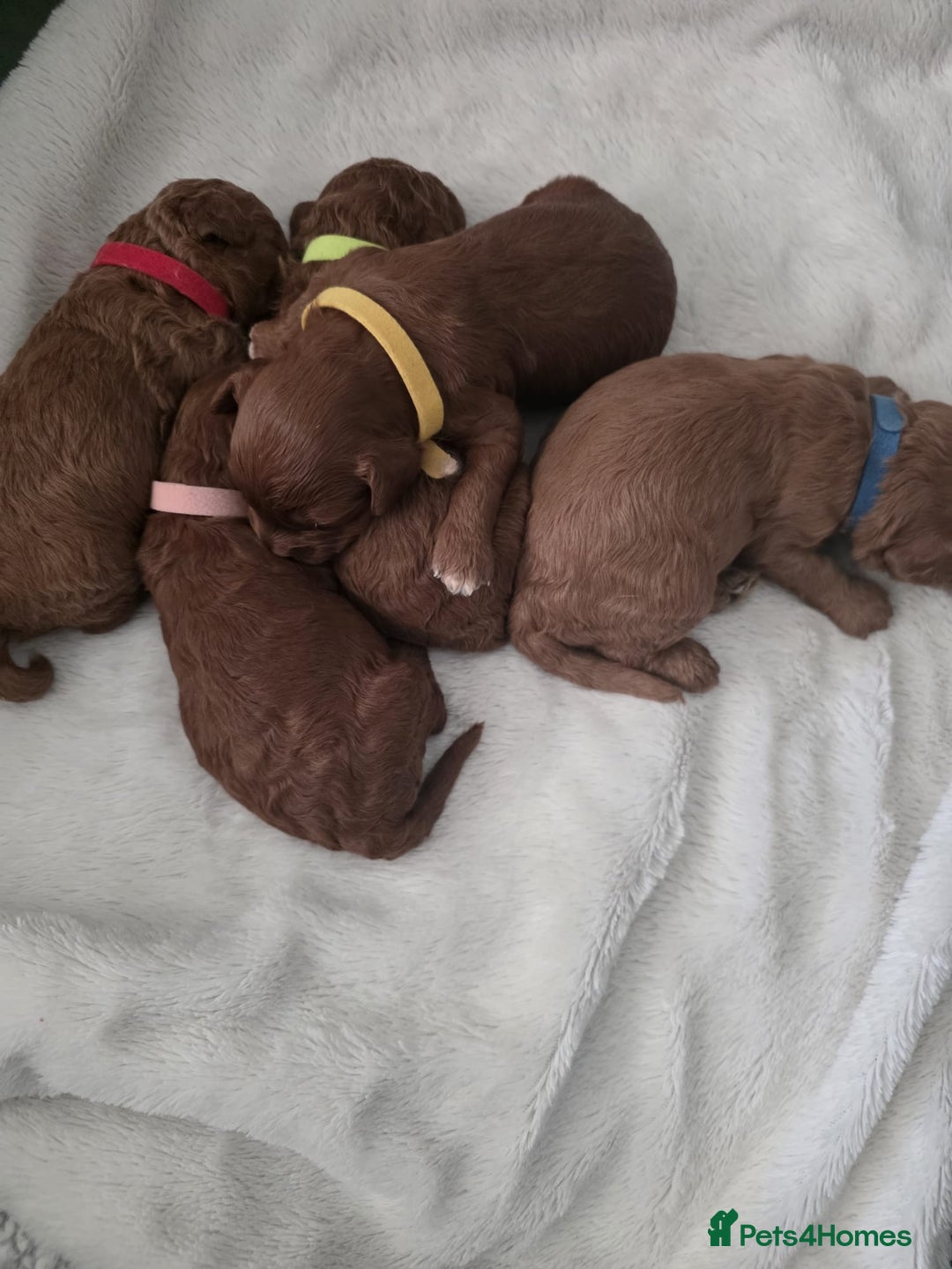 Cavapoo dogs for sale: Toy cavapoos  - Image 2