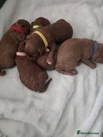 Cavapoo dogs - Advert 7