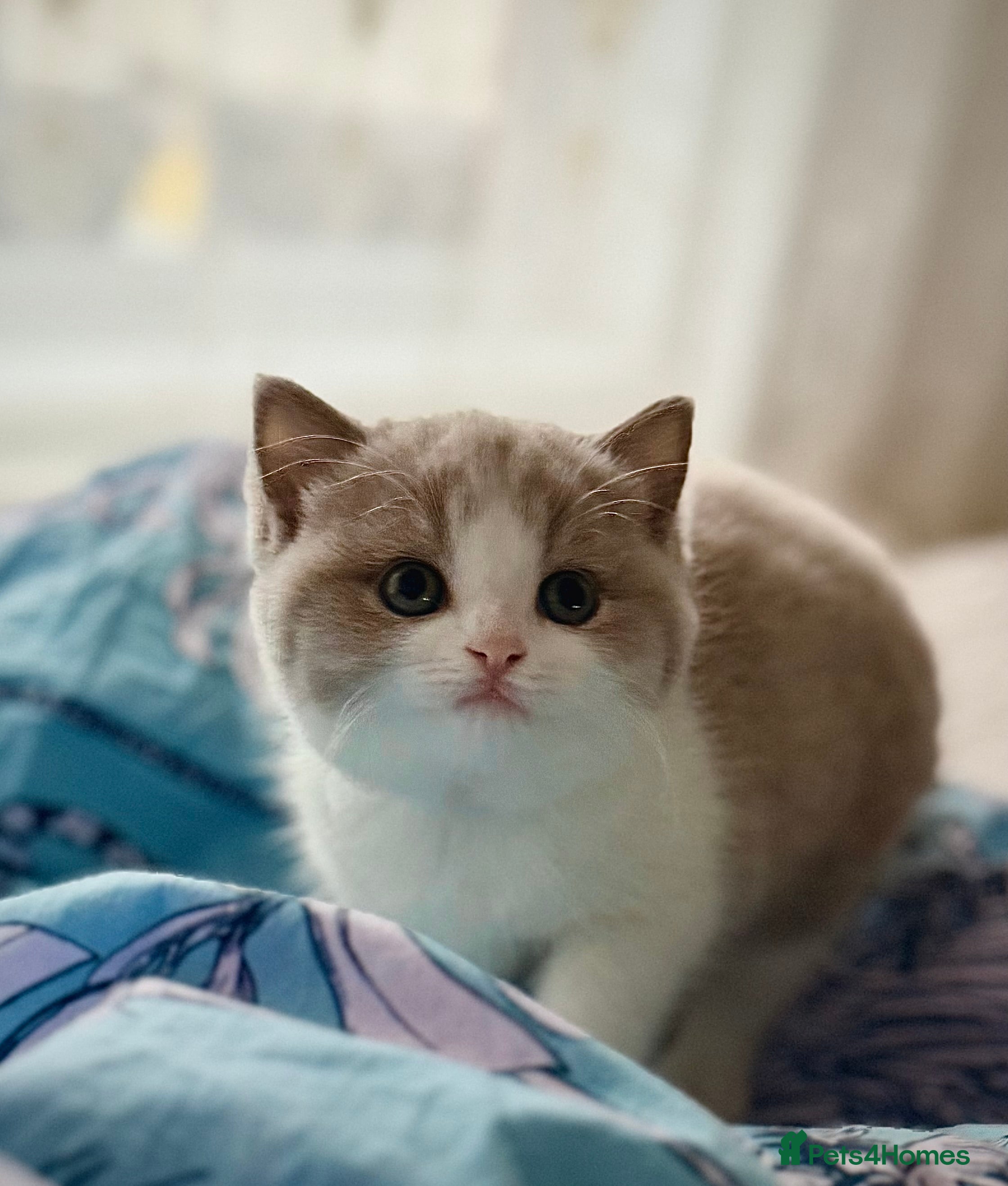 British Shorthair cats  TICA Registered BSH Litter of 4 kittens 💙🧡💛💜 - Advert 5