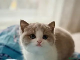 British Shorthair cats TICA Registered BSH Litter of 4 kittens 💙🧡💛💜 - Advert 5