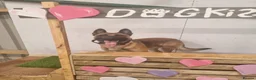 Mixed Breed dogs for sale: blaze - Advert 8