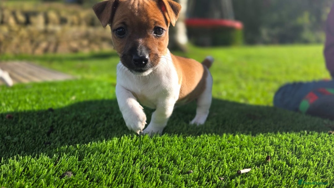 Jack Russell dogs for sale: Excellent pure bred working mini Jack Russell pups - Image 11