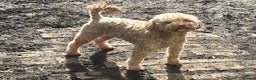 Toy Poodle dogs for stud: Toy poodle available for stud  in Rowlands Gill - Advert 5