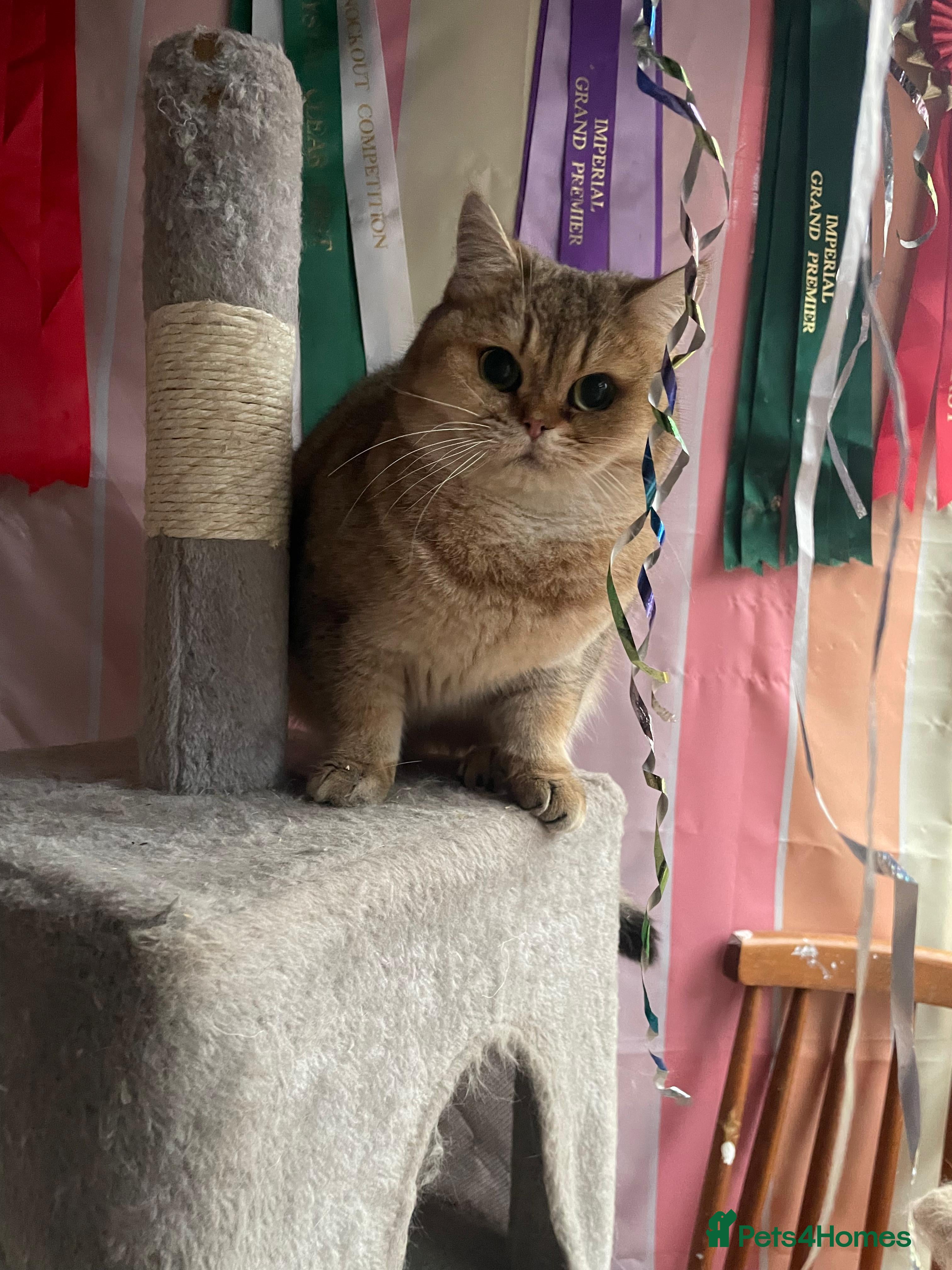 British Shorthair cats Retired breeding cats for rehoming all neutered - Advert 4