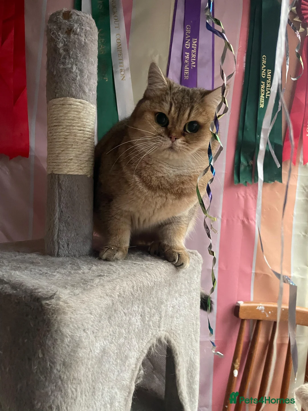 British Shorthair cats for sale: Retired breeding cats for rehoming all neutered - Advert 4