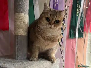 British Shorthair cats Retired breeding cats for rehoming all neutered - Advert 3