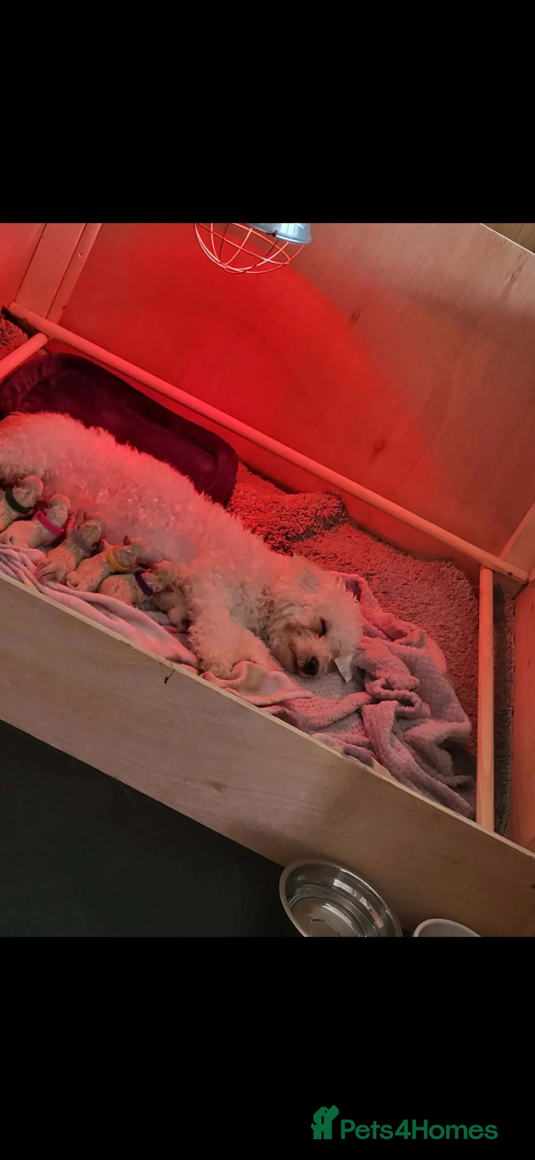 Poochon dogs for sale: Ready to leave! - Advert 2