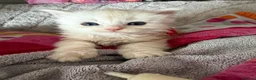 Maine Coon cats for sale: Stunning Maine coon kittens 4 available - Advert 17