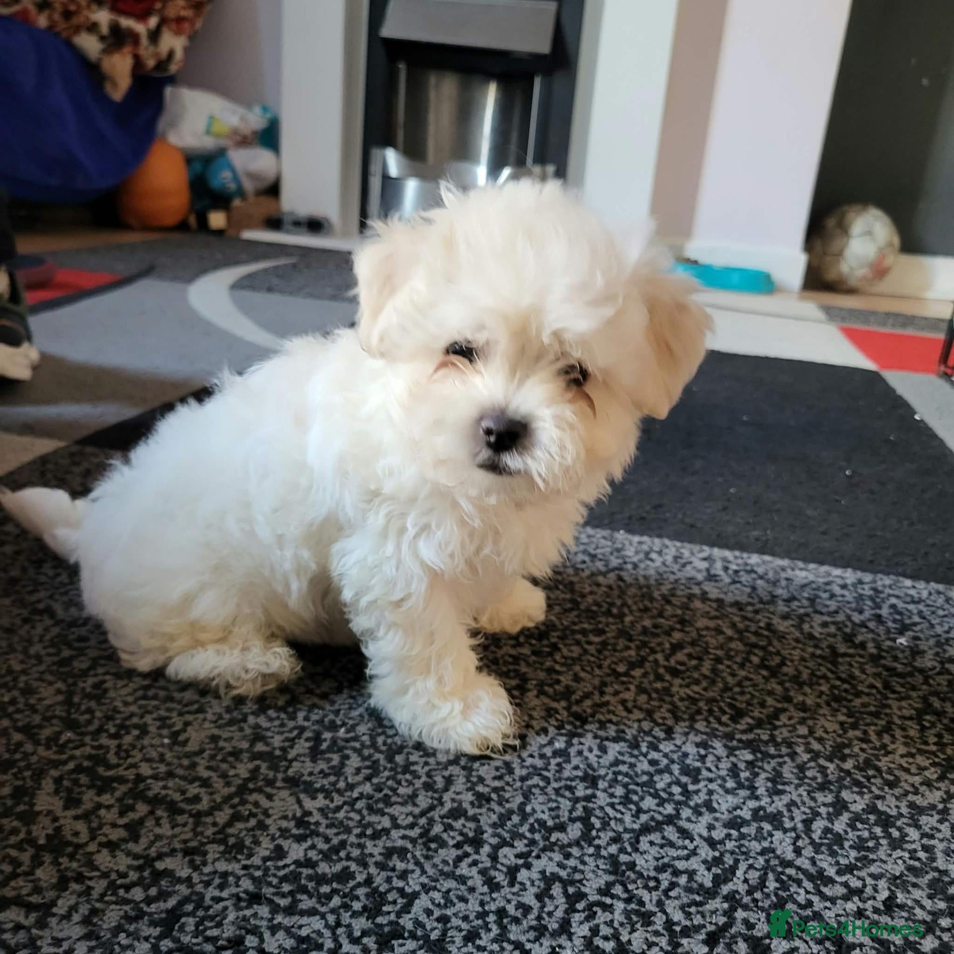Mixed Breed dogs Bichon Frise  - Advert 2