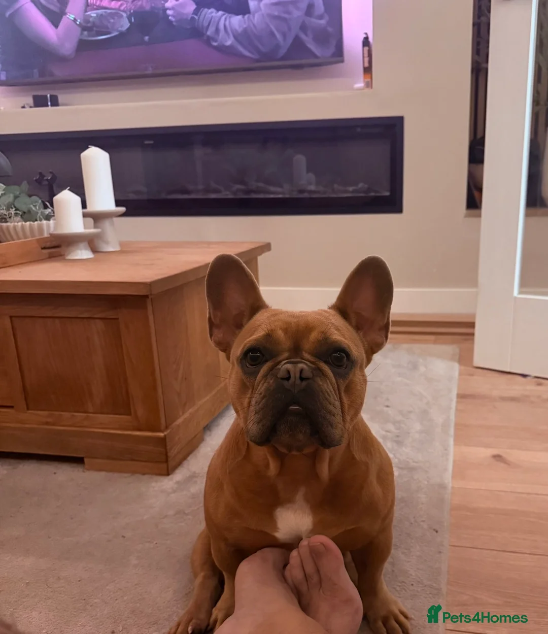 French Bulldog dogs for sale: Loving Home Needed for 3-Yr French Bulldog – Molly - Advert 2