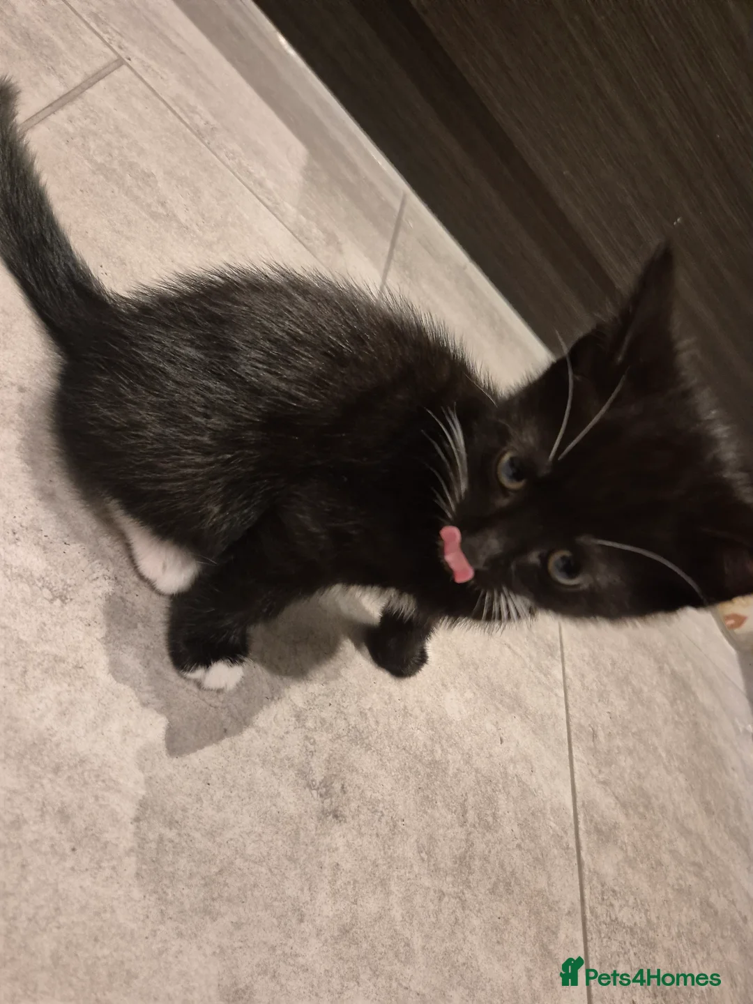 Mixed Breed cats for sale: Beautiful playful kitten need of home - Advert 3