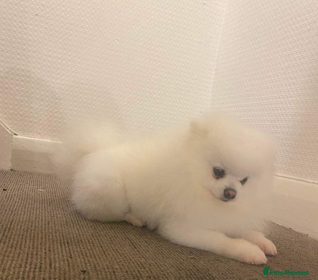 Pomeranian dogs for stud: Male Pomeranian For Stud! in London - Advert 4