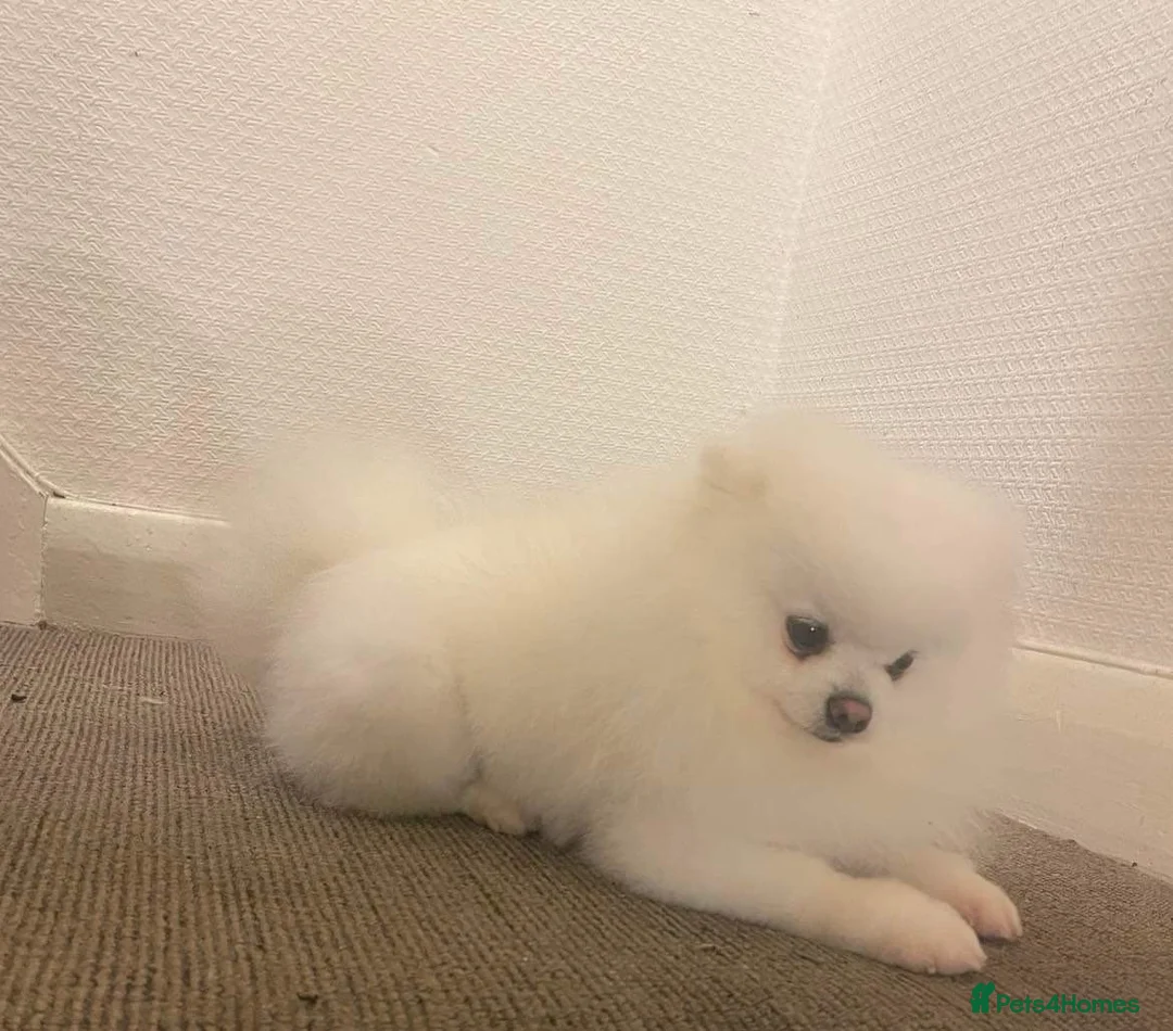 Pomeranian dogs for stud: Male Pomeranian For Stud! in London - Advert 4
