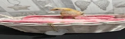 Chickens poultry for sale: Need to find there forever home  in Liverpool - Advert 6