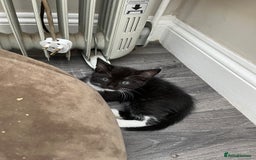 Mixed Breed cats for sale: READY NOW 3 beautiful friendly kittens  - Image 6