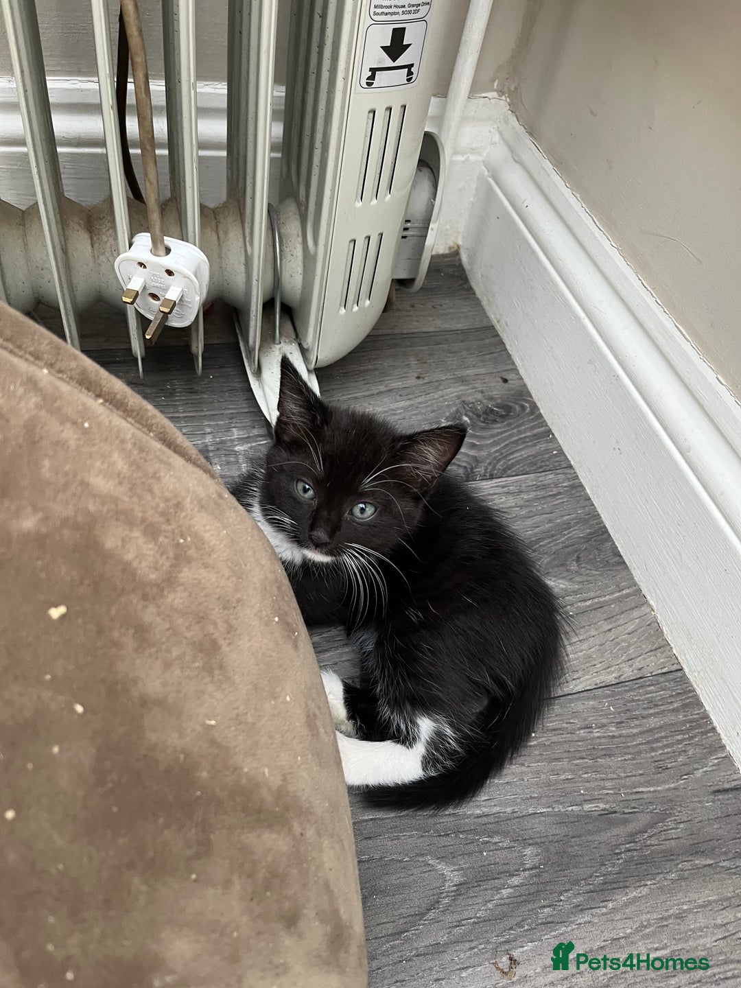 Mixed Breed cats for sale: READY NOW 3 beautiful friendly kittens  - Image 6