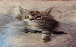 Maine Coon cats for sale: Tica Reg Mainecoon kittens READY NOW in Deal - Image 22