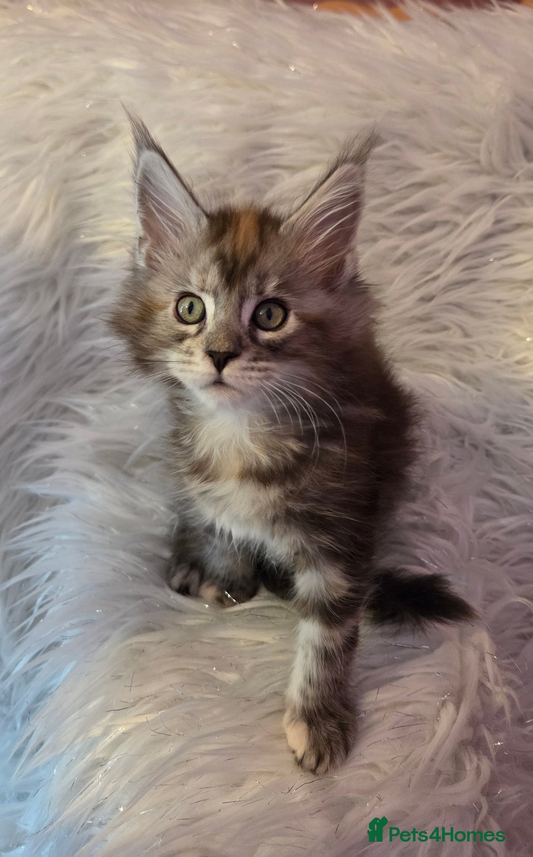 Maine Coon cats for sale: Tica Reg Mainecoon kittens READY NOW in Deal - Image 22
