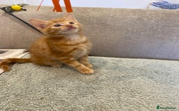 Mixed Breed cats for sale: Beautiful kittens - Image 7