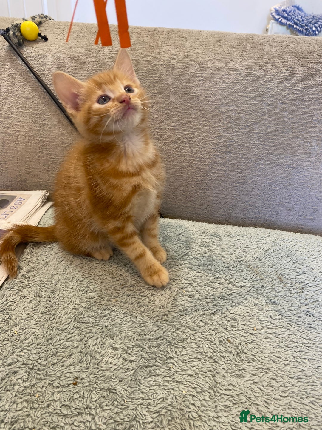 Mixed Breed cats for sale: Beautiful kittens - Image 7