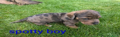 Dachshund 1