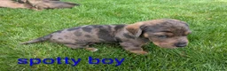Dachshund dogs for sale: Dachshund pups - Advert 14