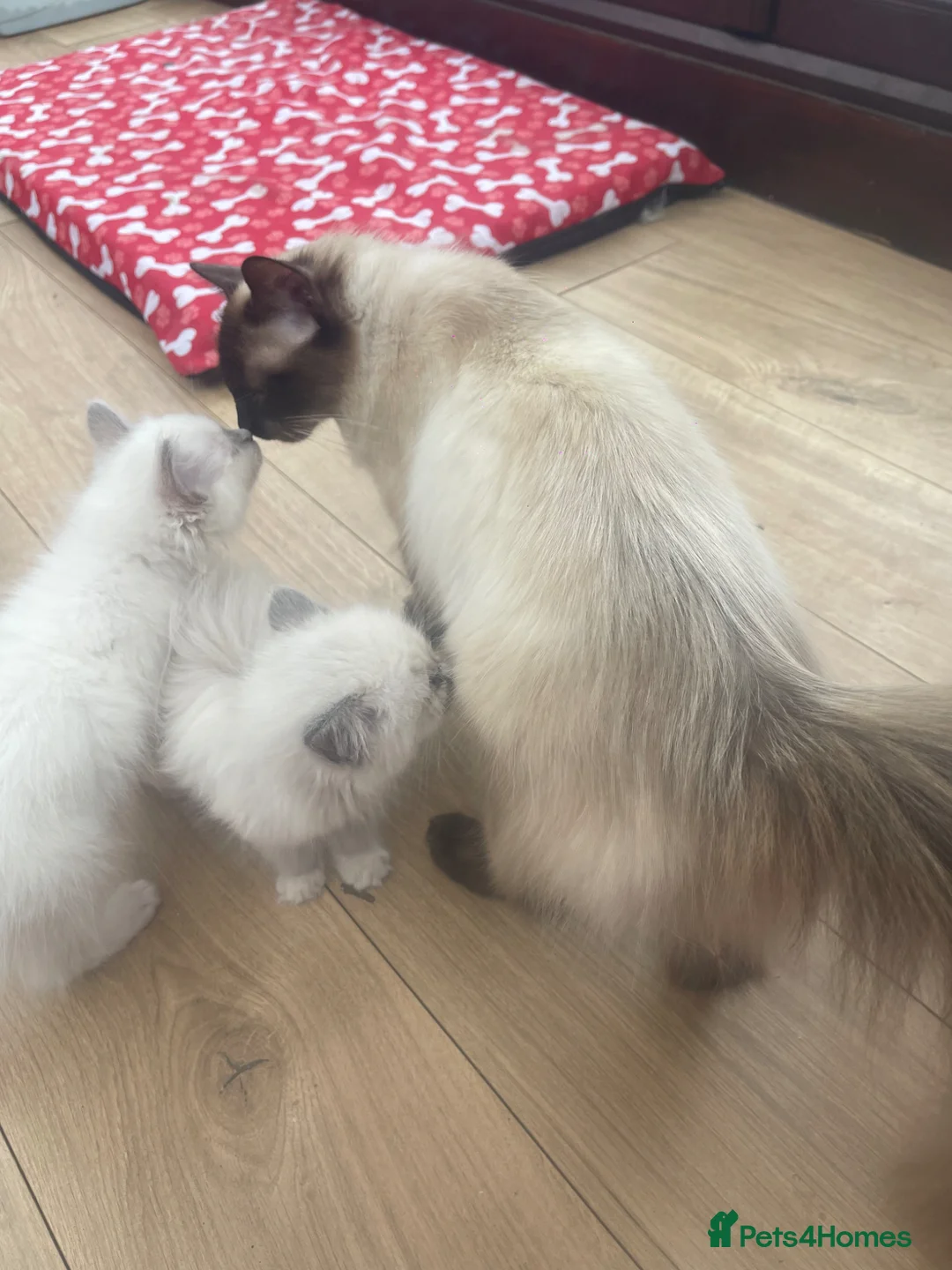 Ragdoll cats for sale: Ragdoll boys - Advert 6