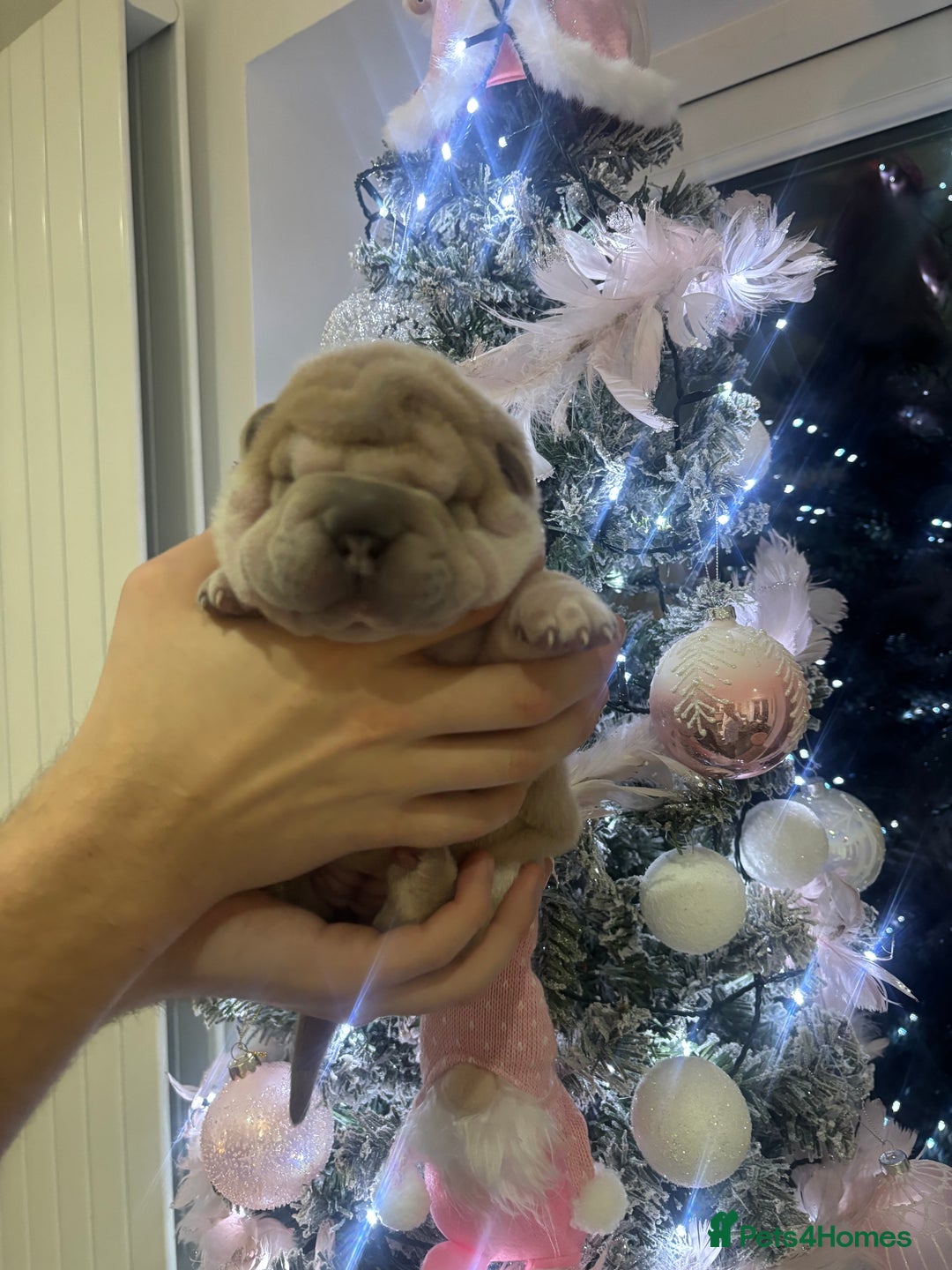 Shar Pei dogs for sale: Shar pei puppies  - Advert 4