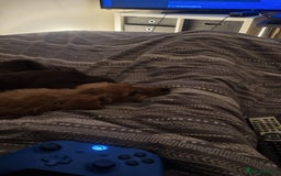 Labradoodle dogs for sale: Trained Labradoodle puppy needs a forever home. - Image 7