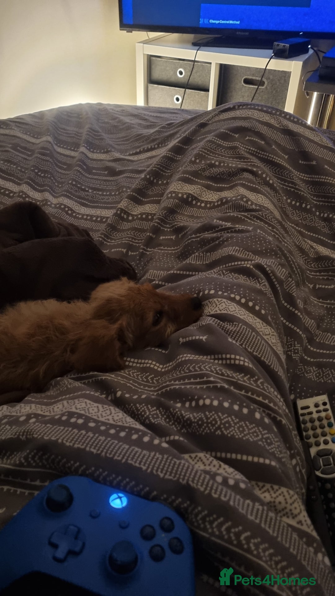 Labradoodle dogs for sale: Trained Labradoodle puppy needs a forever home. - Image 7