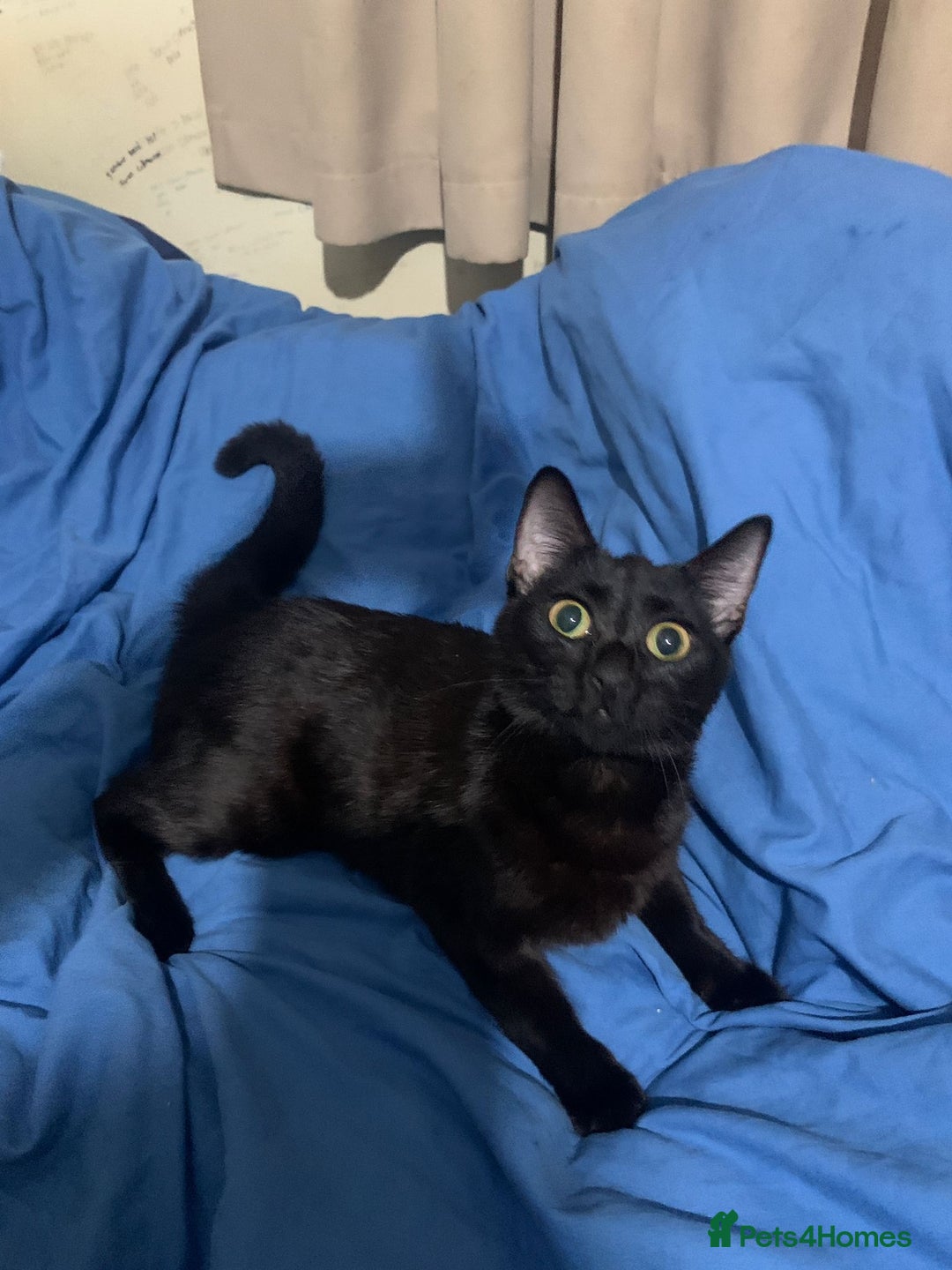 Mixed Breed cats for adoption: 4 lovely kittens looking for there forever home  - Advert 11