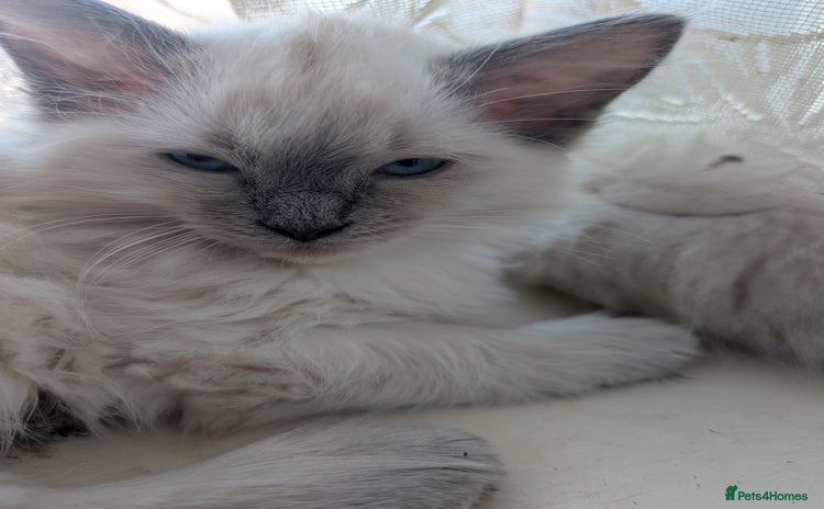 Ragdoll cats - Advert 8