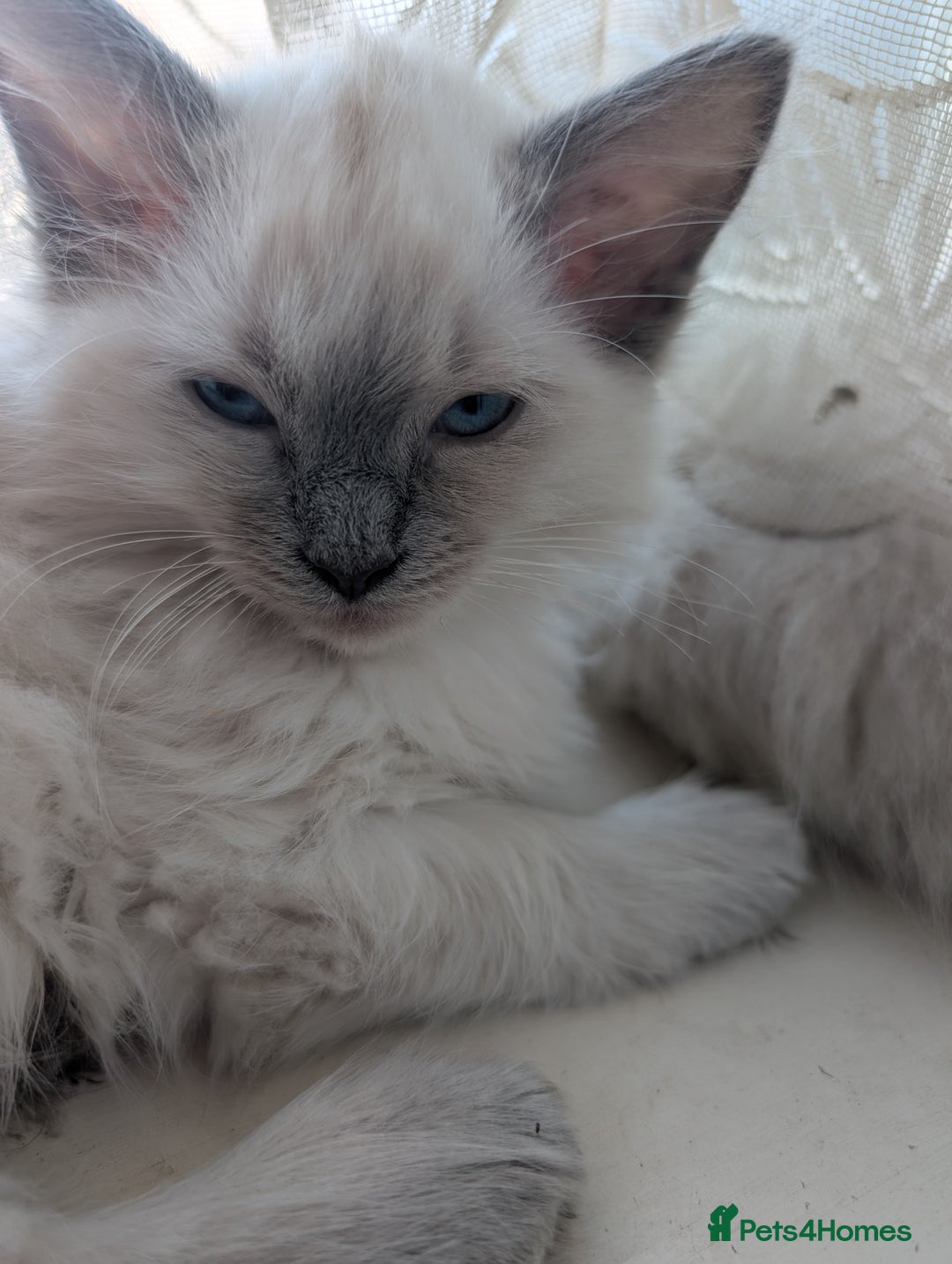 Ragdoll cats for sale: Beautiful Ragdoll Kittens  - Image 1