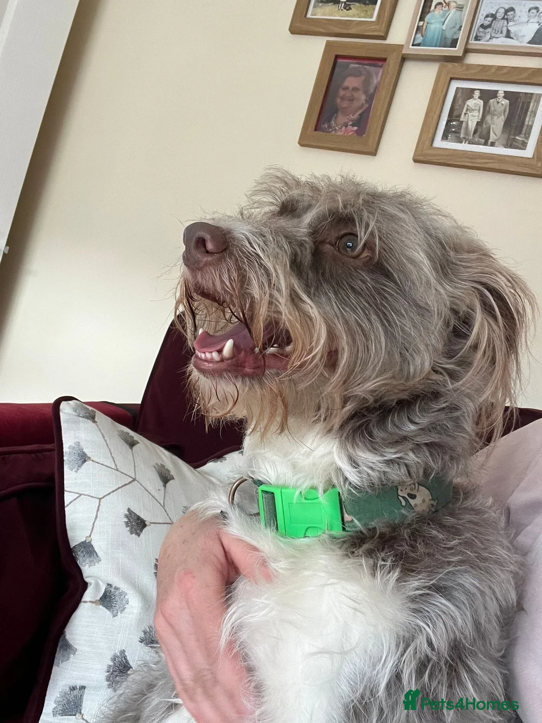 Mixed Breed dogs for adoption: Monty  in Newent - Advert 10