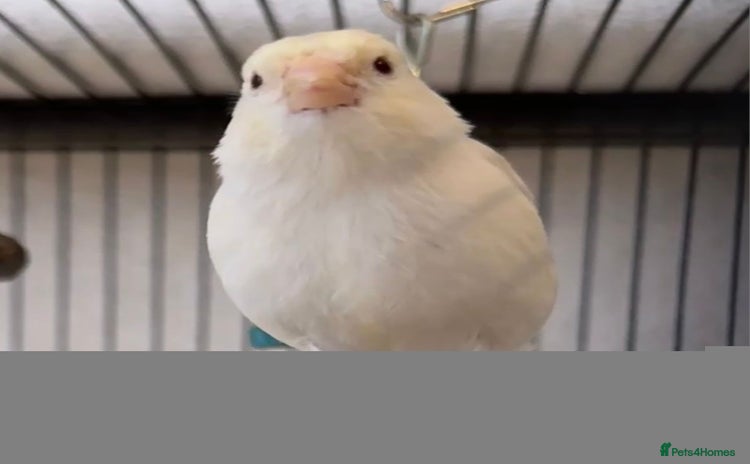 Canaries birds - Advert 1